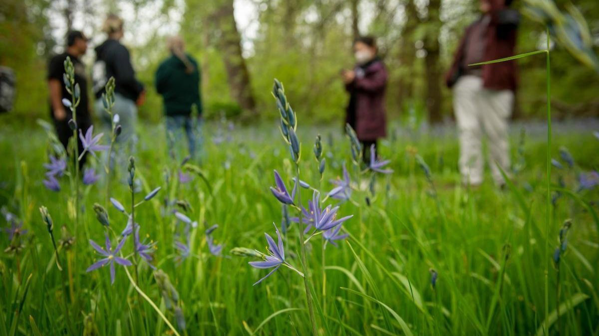 students and professors viewing the camas in Cozine Creek